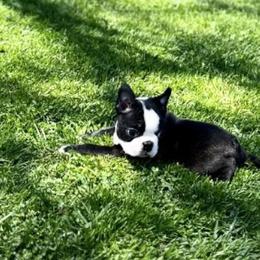 Boston Terrier Puppies from Benders Boston’s