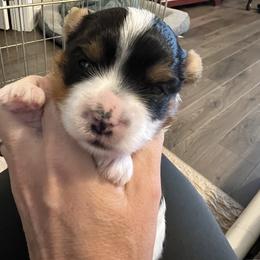 Bugs Bunny - Blue tan and white male Biewer Terrier puppy in Chester, South Carolina from Classic Biewers