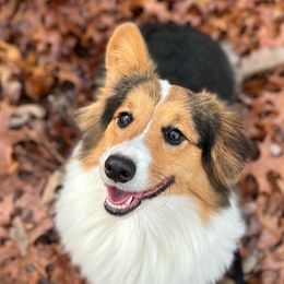 Maybelle - Pembroke Welsh Corgi