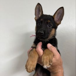 Girl 1 - Black and tan female German Shepherd puppy in Florida from Best Shepherds