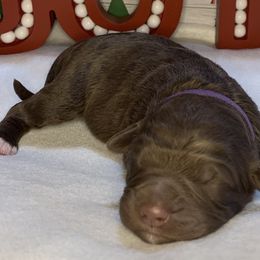 Girl 4 - Aussiedoodle puppy in Shell Lake, Wisconsin from KC Acres