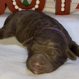 Girl 4 - Aussiedoodle puppy in Shell Lake, Wisconsin from KC Acres
