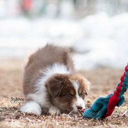 Glow - Red tri-color female Australian Shepherd puppy in Woodford, Virginia from Skyborne Australian Shepherds
