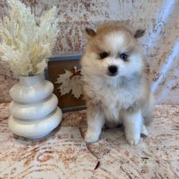 Ferrari - Chocolate female Pomsky puppy in Bucyrus, Missouri from Hill Top Pomskies