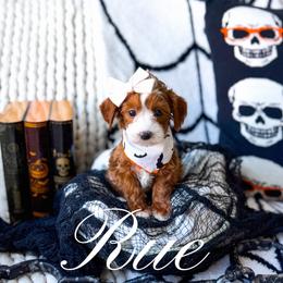 Rue - Red  female Goldendoodle puppy in Springville, Utah from Happy Doodle