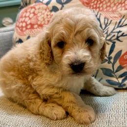 Star - Cream male Goldendoodle puppy in Pensacola, Florida from Goldendoodles Love You in Pensacola Friend Edition