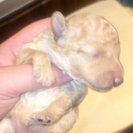Miss Meadow - Cream female Poodle puppy in Dolan Springs, Arizona from High Desert Companions