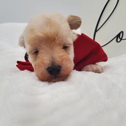 Mr. Maroon - Apricot male Schnoodle puppy in Leitchfield, Kentucky from Eveleigh Acres Puppies