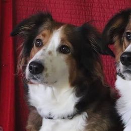 English Shepherds from Mondurles English Shepherds