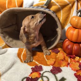 Dachshund Puppies from Ozark Dachshunds
