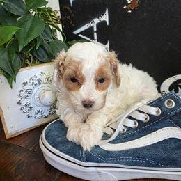 Crumble - Parti female Poodle puppy in St George, Utah from Ember Hills Poodles