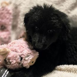Female 1 - Black female German Shepherd puppy in Leon, West Virginia from Heart2Heart Kennels