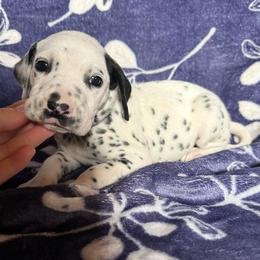 Blizzard - White and black male Dalmatian puppy in Travelers Rest, South Carolina from Cotton Top