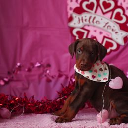 Doberman Pinscher and Labrador Retriever Puppies from GFDutton Retrievers & Dalla Grazia Dobermans