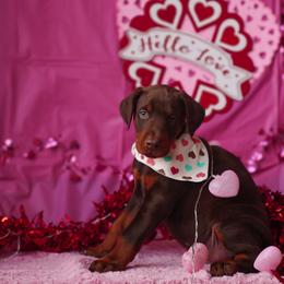 Doberman Pinscher and Labrador Retriever Puppies from GFDutton Retrievers & Dalla Grazia Dobermans