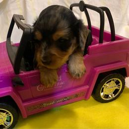 MICKI AKC REGISTERED MALE - Dapple male Dachshund puppy in Elizabethtown, Kentucky from Teeny Tiny Puppy Tails