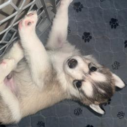 Justice - Black tan and white male Siberian Husky puppy in Avoca, Michigan from Repurposed Paradise Farm