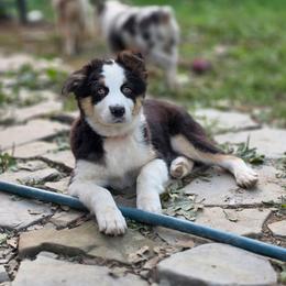 Girl 6 - Black tri-color female Australian Shepherd puppy in Keyser, West Virginia from Heartfelt Hollow Farm