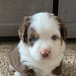 Miniature Australian Shepherd Puppies from Liberty Luck Mini Aussies