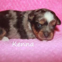Kenna - Blue merle female Toy Australian Shepherd puppy in Godley, Texas from Flying H Toy and Mini Aussies