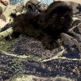 Black pup - Black female Shih Tzu puppy in Running Springs, California from Amanda's Shih Tzus