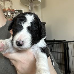 Sheepadoodle Puppies from Taylor's Sheepadoodle Puppies