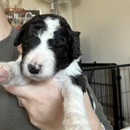 Sheepadoodle Puppies from Taylor's Sheepadoodle Puppies