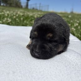 Girl 1 - female German Shepherd puppy in Klamath Falls, Oregon from Von Merkley German Shepherds
