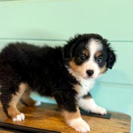 Rocky - Black tri male Toy Australian Shepherd puppy in Science Hill, Kentucky from Southern Paws Kennels
