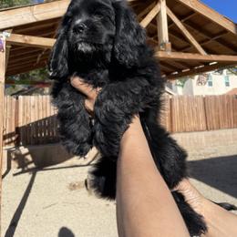 Cocker Spaniel Puppies from SassyCockerG