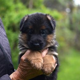 Chauffeur - Black and red male German Shepherd puppy in Hagerstown, Pennsylvania from Euro Deja