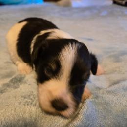 Sweet Pups Pecan Pie - Parti male Miniature Schnauzer puppy in North Zulch, Texas from Sweet Pup Schnauzers