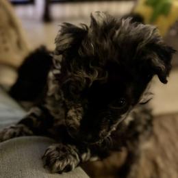 Risk - Black merle male Mudi puppy in Benson, Arizona from Twisted Acres Border Collies and Mudi