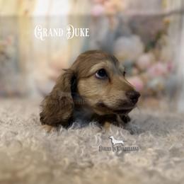 Grand Duke - Cream male Dachshund puppy in Rainier, Oregon from Doxies in Wonderland