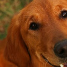 Golden Retrievers and Labrador Retrievers from Rucker Retrievers