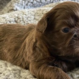 Shih Tzus from Amber's Shih Tzus