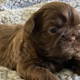 Shih Tzus from Amber's Shih Tzus