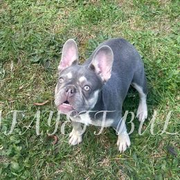 Boxers, Bulldogs, and French Bulldogs from Lafayette Bulldogs & Boxers