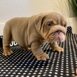Bruno - Fallow male Bulldog puppy in Las Vegas, Nevada from Let it Ride Bulldogs