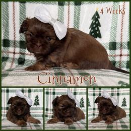 Cinnamon - Red female Shih Tzu puppy in Yelm, Washington from Lala's All Star Shih Tzu