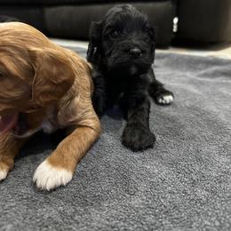Willie - Black male Cavapoo puppy in Thorndale, Texas from Hattie’s Texas Cavapoos