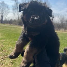 Wolverine - Black and tan German Shepherd puppy in Brighton, Michigan from Szegi Haus K9 Solutions