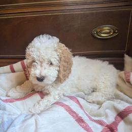 Nori - Parti female Goldendoodle puppy in Portage, Michigan from Country Lane Goldendoodles