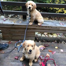 Golden Retriever Puppies from SwiftRiver Goldens