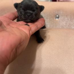 TBD 4 - Blue female Chihuahua puppy in Davenport, Florida from Clan Cordovathone