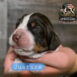Justice - Tri-Roan male English Springer Spaniel puppy in Ocoee, Tennessee from Ocoee Mountain Springers