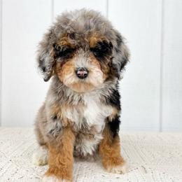 Flurry - Blue merle female Aussiedoodle puppy in Omro, Wisconsin from Crystal Ridge Doodles