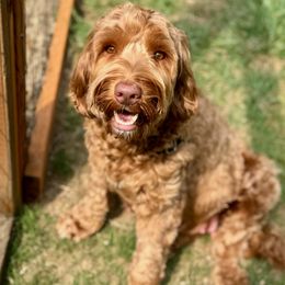 Australian Labradoodle puppies from Victoria Creek Australian Labradoodles