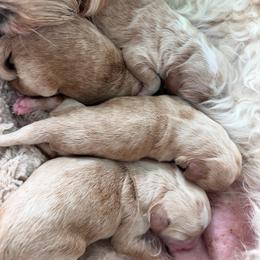 White - Caramel female Australian Labradoodle puppy in Auburn, Washington from West Valley Labradoodles