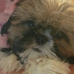 Mal-Shis, Maltese, and Shih Tzus from Natalie's Happy Fur Paw Shih-Tzues and More